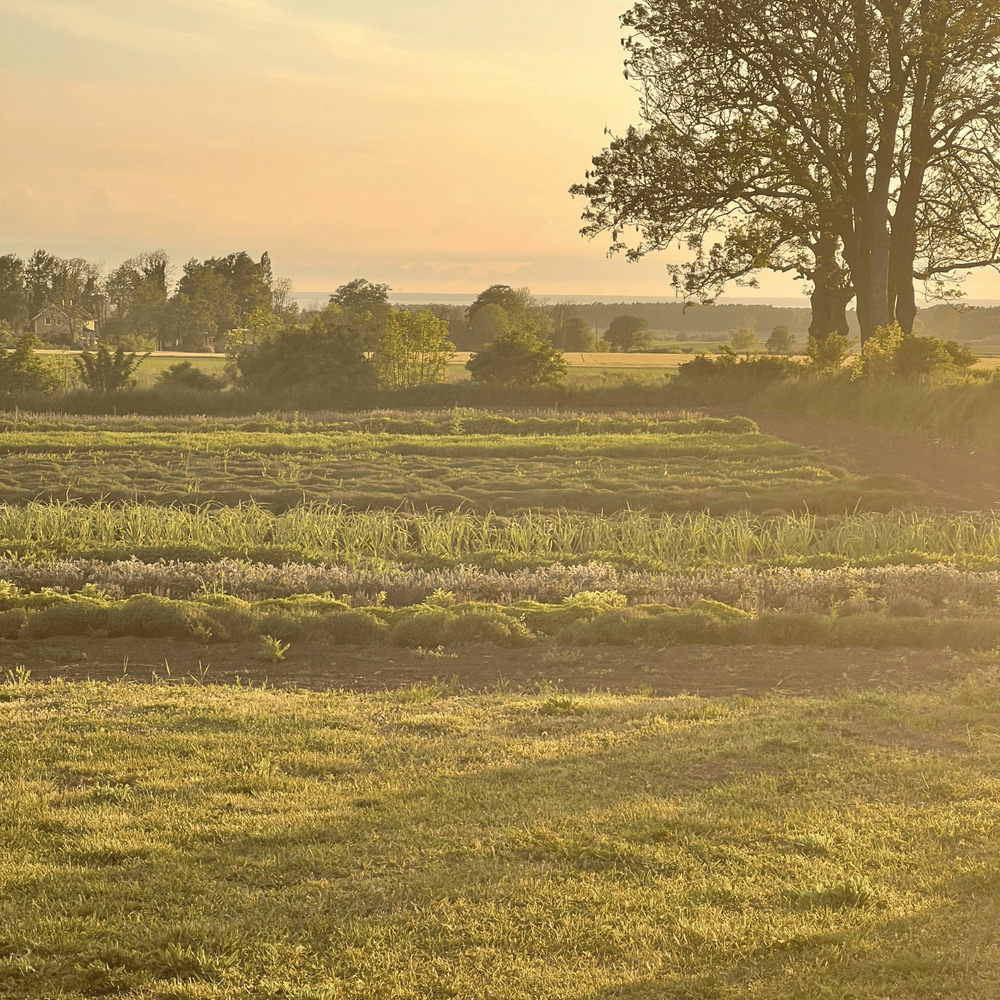 Paradisverkstaden